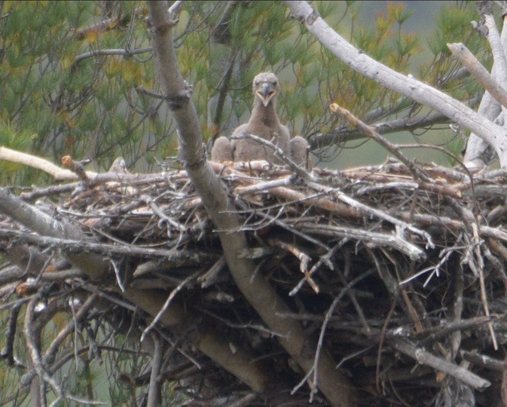 20.	Eagle nest photographed from the dock