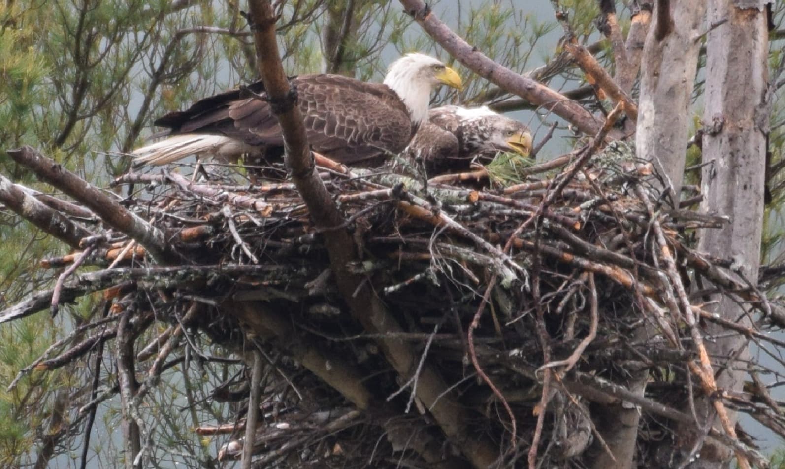 19.	Eagle nest photographed from the dock