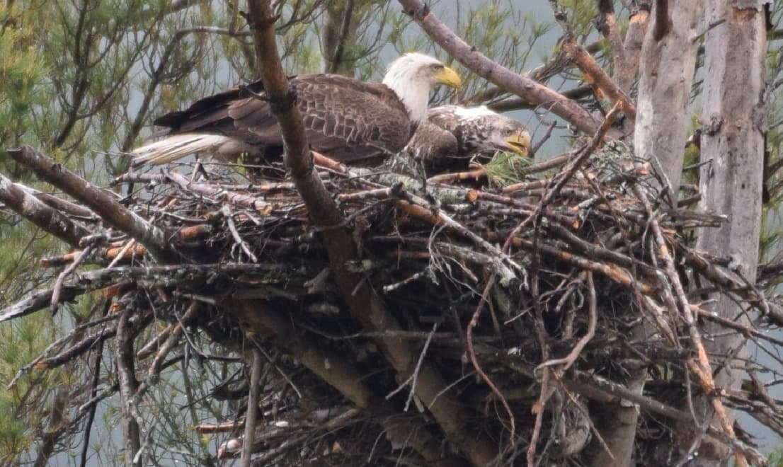 30.	Bald Eagle nest from Wildlife Refuge dock.