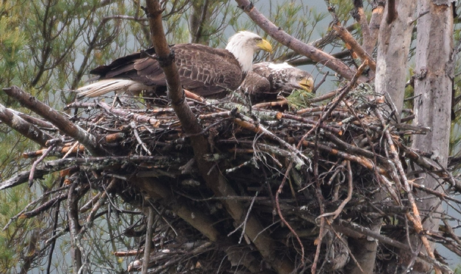 Eagles Nest across from dock