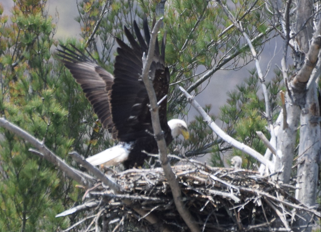Eagles Nest across from dock